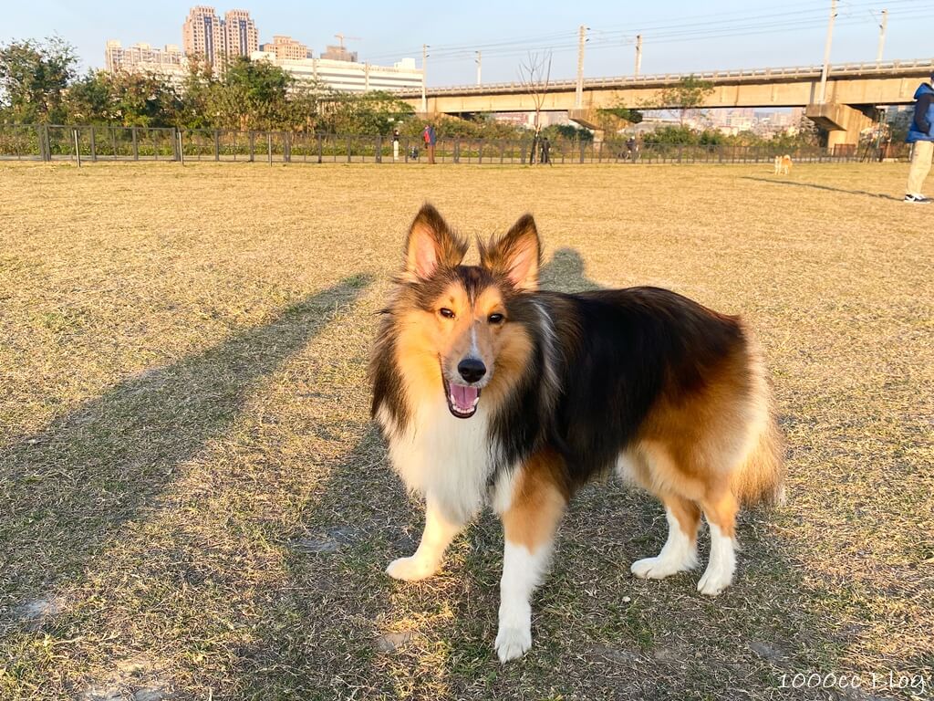 新竹景點 毛小孩的天堂 寵物公園 大片草地任狗狗盡情跑跳